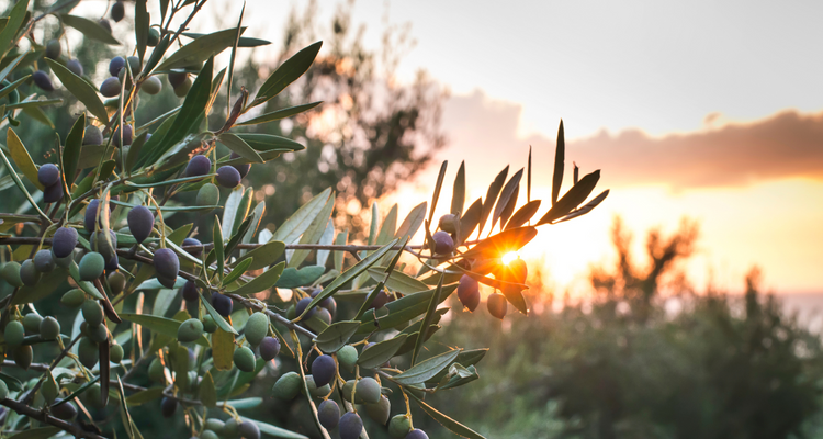 Olive groves